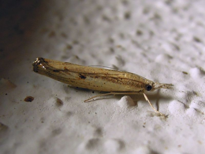 Agriphila geniculea (Crambidae) ???